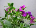 Petunia hybrida
